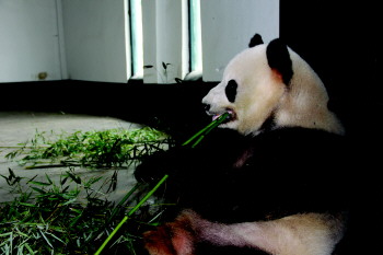 吃着竹子唱着歌大熊猫迪迪龙腾回娘家